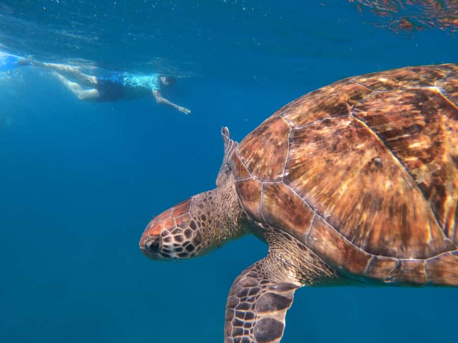 São Vicente: Snorkeling with Turtles Breathtaking Experience - FAQ