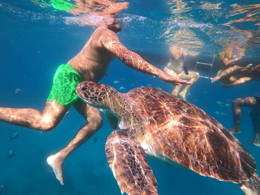 São Vicente: Snorkeling with Turtles Breathtaking Experience - Meeting the turtles near São Pedro