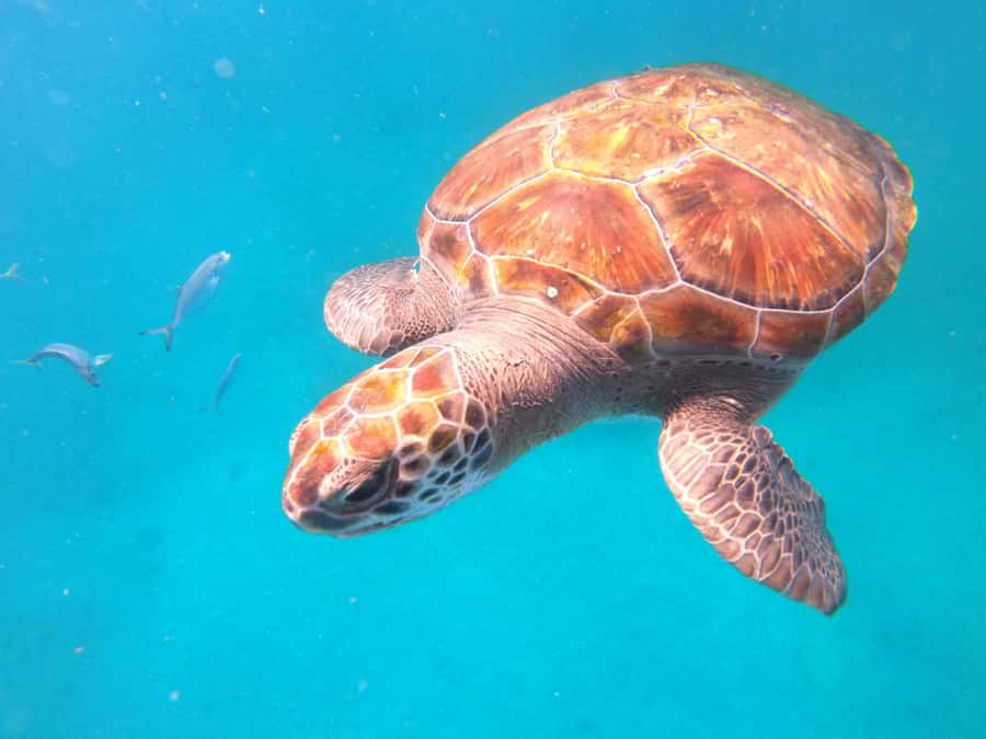 São Vicente: Snorkeling with Turtles Breathtaking Experience - The safety briefing and snorkeling time