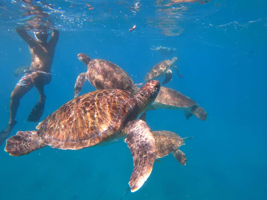 São Vicente: Snorkeling with Turtles Breathtaking Experience - Is $88 a fair price?