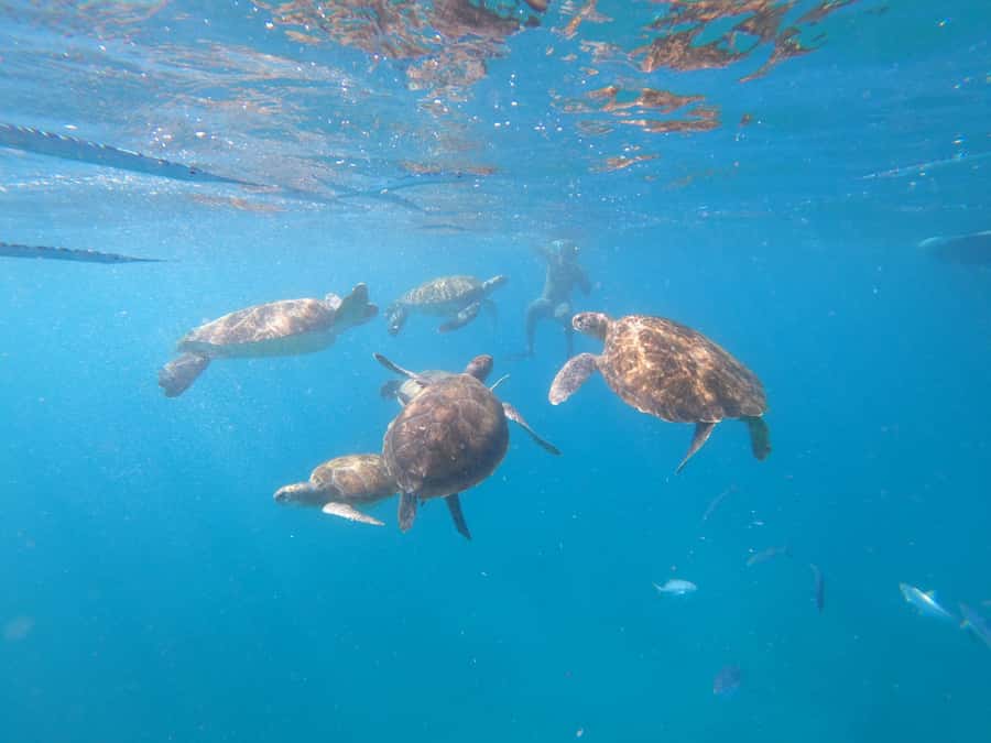 São Vicente: Snorkeling with Turtles Breathtaking Experience - Who should book this experience?