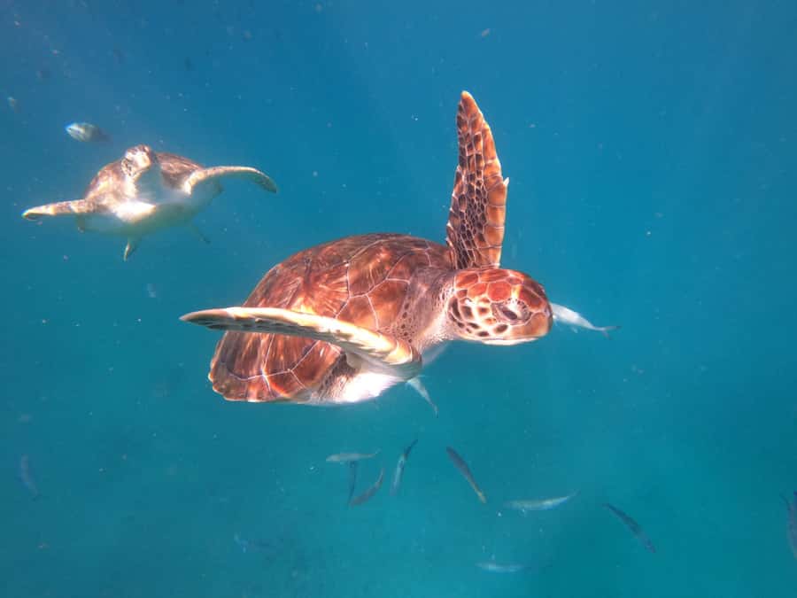 São Vicente: Snorkeling with Turtles Breathtaking Experience - From your hotel to the fishing village