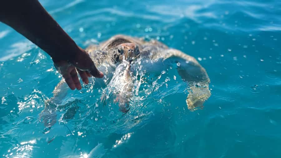 São Vicente: Swimming and Snorkeling Tour with Sea Turtles - From Mindelo to São Pedro Beach
