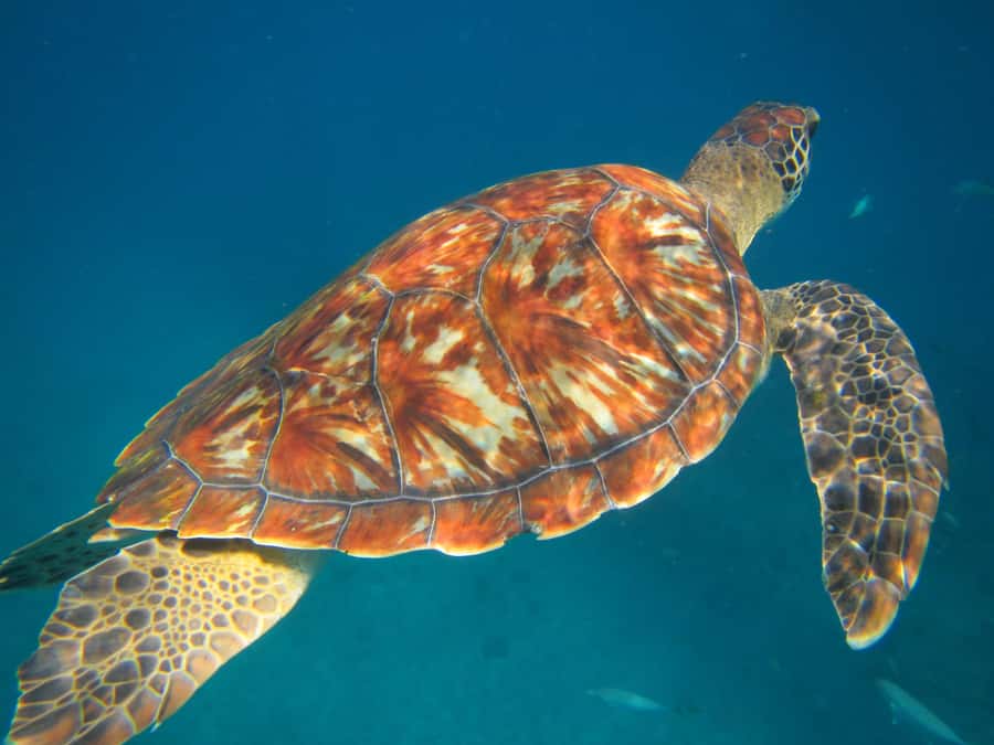 São Vicente: Swimming and Snorkeling Tour with Sea Turtles - A Short Boat Ride With a Local Feel