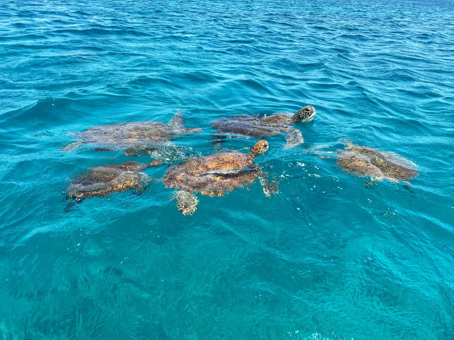 São Vicente: Swimming and Snorkeling Tour with Sea Turtles - What the Water Time Really Means