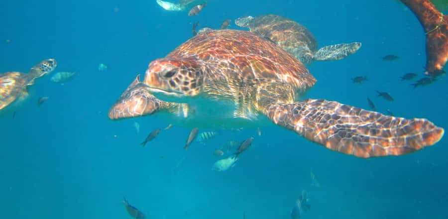 São Vicente: Swimming and Snorkeling Tour with Sea Turtles - Meeting the Turtles in Clear Ocean Water