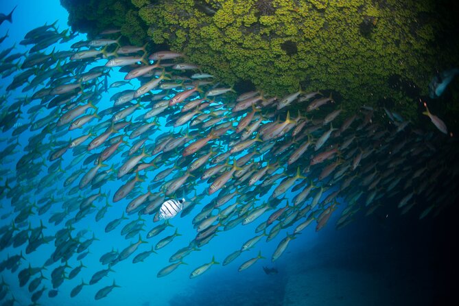 Snorkeling Experience in Santa Maria Bay by boat - Pickup, timing, and what to bring