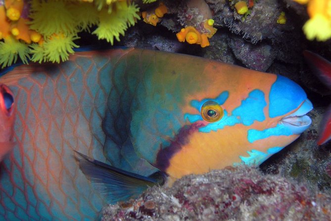 Snorkeling Tour - Santa Maria’s reef is the reason to go