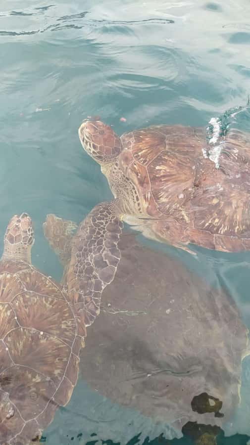 Snorkeling with Turtles - Leaving Mindelo for São Pedro