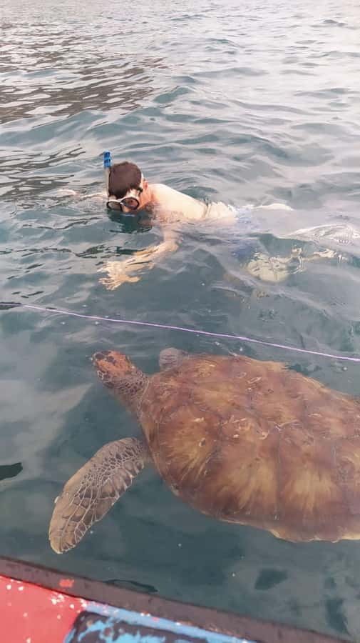 Snorkeling with Turtles - What the guide adds to the outing