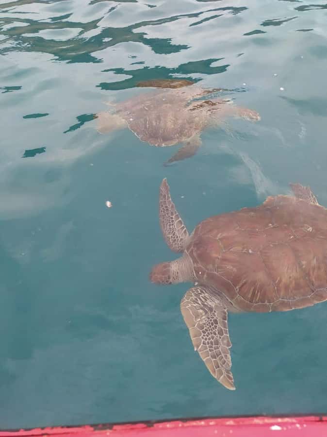 Snorkeling with Turtles - Is $82 a fair price?