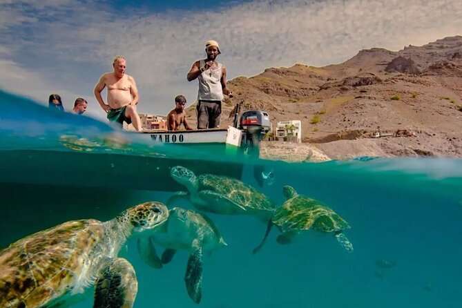 Spectacular experience with sea turtles - Key Points Before You Book