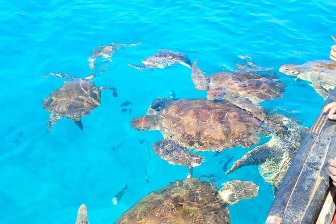 Spectacular experience with sea turtles - Swimming Beside the Turtles