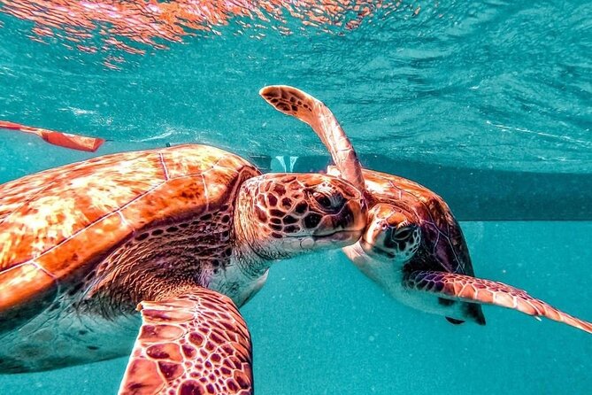 Spectacular experience with sea turtles - Practical Questions to Ask Before Departure