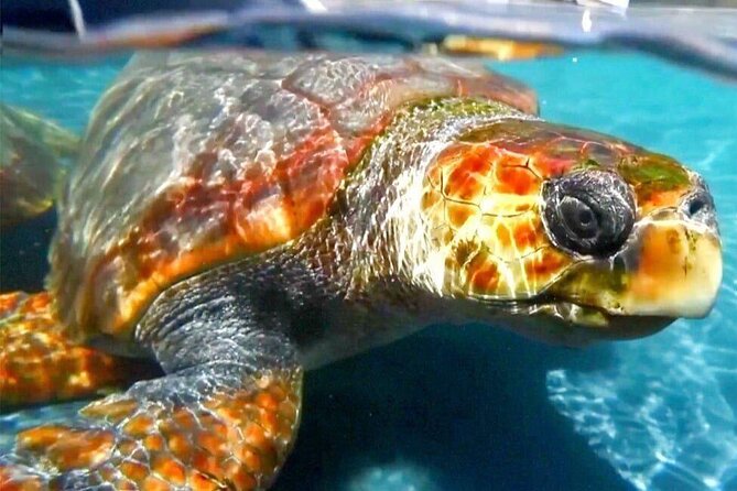 Turtle Experience in Sal island - Key points to know before booking