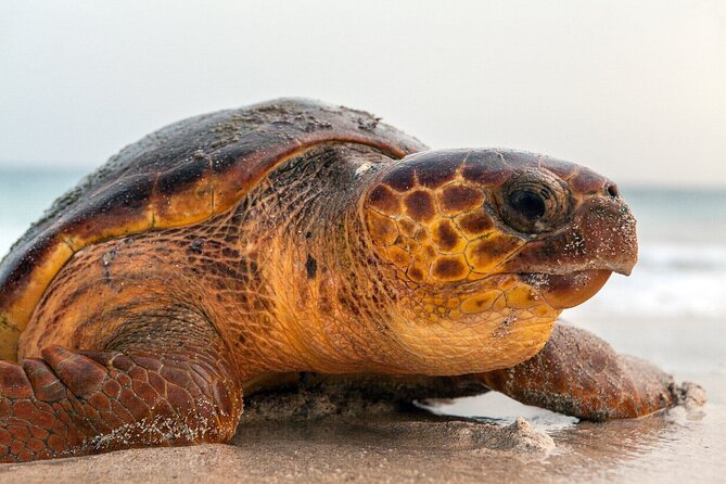 Turtle Experience in Sal island - A quiet start at 8:00 PM in Santa Maria