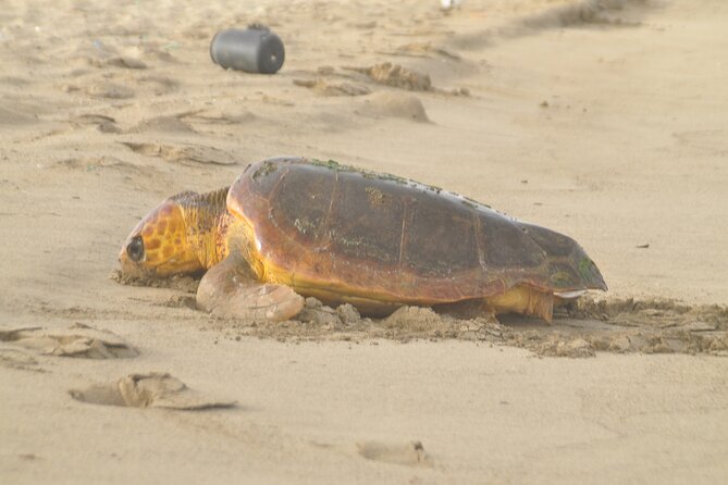 Turtle Experience in Sal island - Watching the turtle choose a nesting site