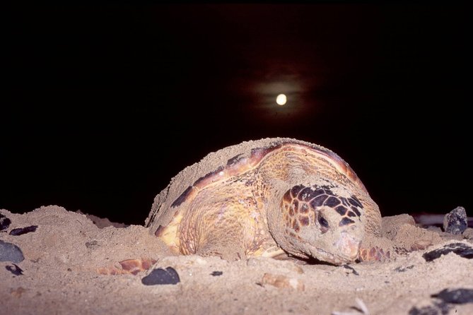Turtle Watching Adventure - Why this Sal Island turtle trip feels different