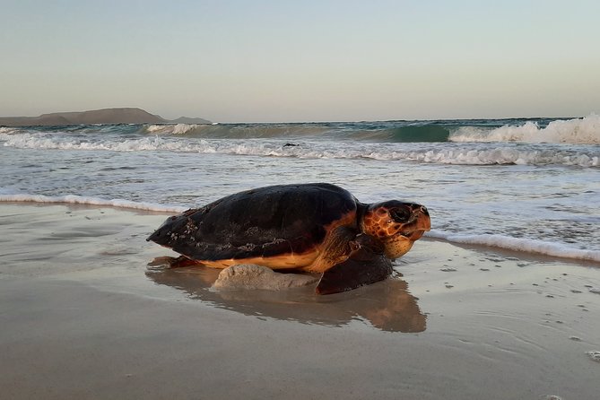 Turtle Watching Adventure - The rules are part of the value