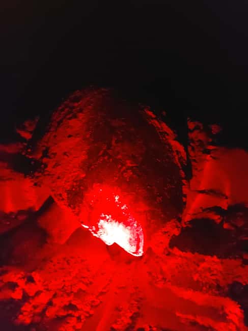 Turtle watching in Boa Vista Island - Watching Boa Vista’s oldest beach visitors