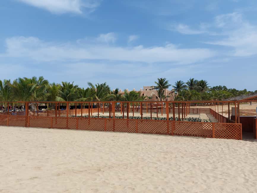 Turtle watching in Boa Vista Island - Why the waiting is part of the experience