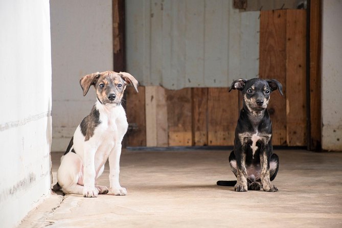 Volunteering with animals in Sao Vicente! - Key points to know before you book