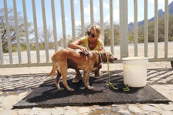 Volunteering with animals in Sao Vicente! - Why this small volunteer visit matters in Sao Vicente