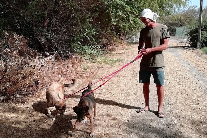 Volunteering with animals in Sao Vicente! - Starting at Simabo’s Backpackers’ Hostel in Mindelo