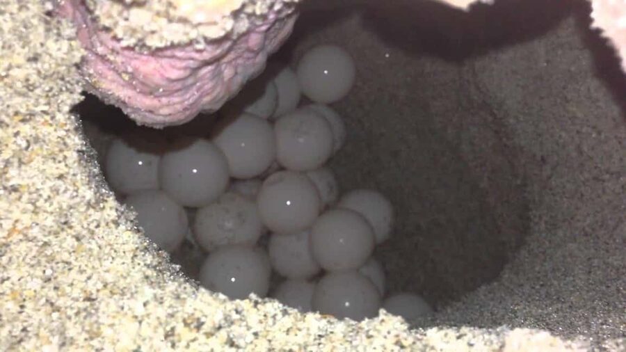 Watch Sea Turtles Nesting – Night Tour in Sal Island - A Night on Sal’s Most Important Turtle Beaches