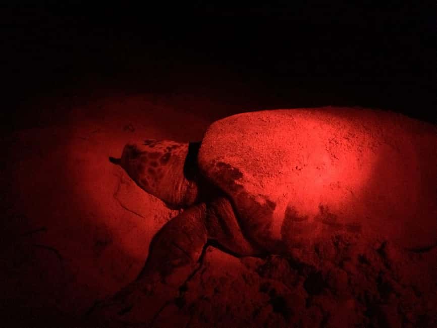 Watch Sea Turtles Nesting – Night Tour in Sal Island - What Happens After Hotel Pickup