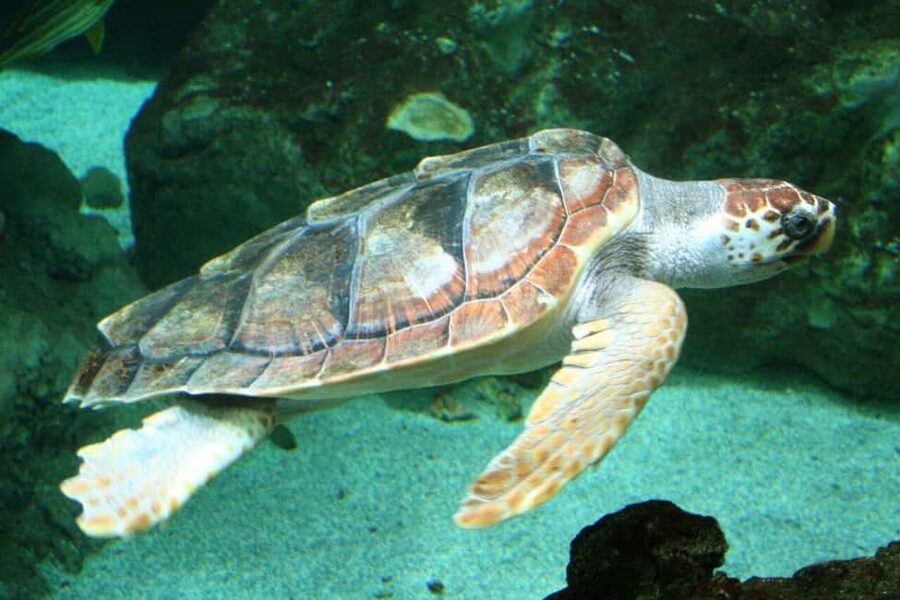 Watch Sea Turtles Nesting – Night Tour in Sal Island - The Quiet Rules That Protect the Turtles