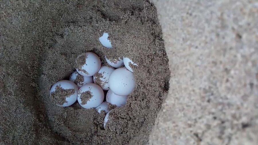 Watch Sea Turtles Nesting – Night Tour in Sal Island - Who Will Enjoy This Night Tour