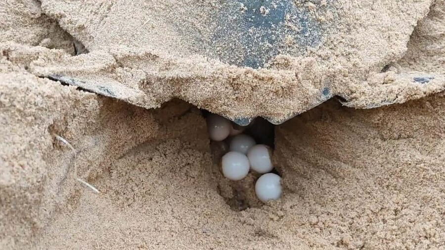 Watch Sea Turtles Nesting – Night Tour in Sal Island - Practical Packing for a Dark Beach