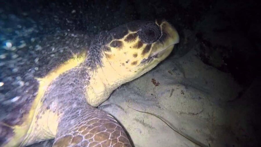 Watch Sea Turtles Nesting – Night Tour in Sal Island - Watching a Loggerhead Build Her Nest