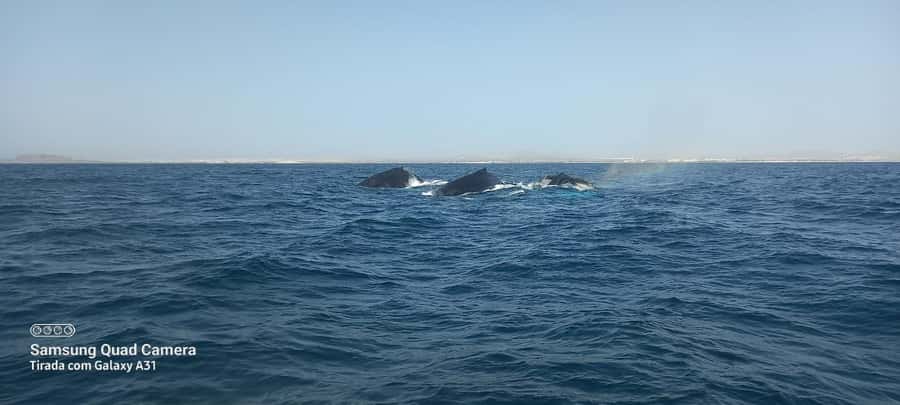 Whale watching tour SEASONAL - Key details before you book