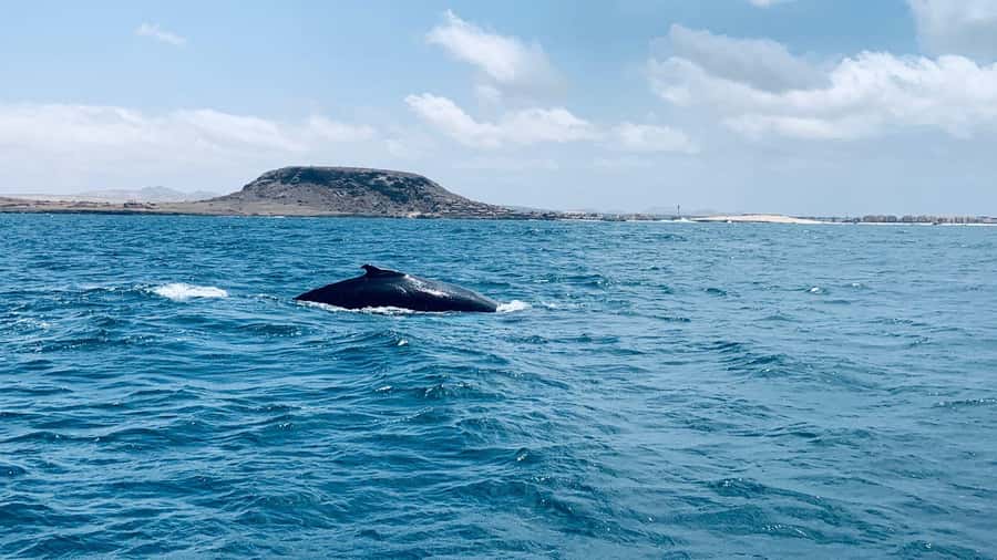 Whale watching tour SEASONAL - Why Boa Vista is a good place for whale watching