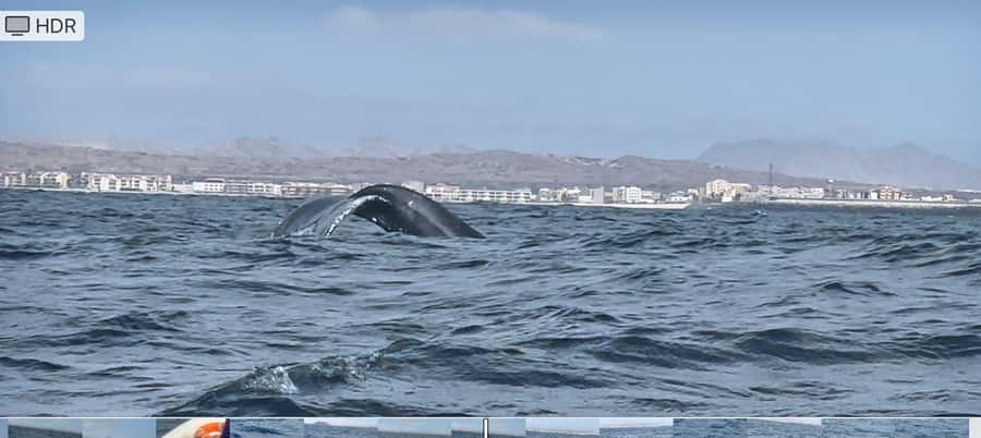 Whale watching tour SEASONAL - Following the whales without chasing them