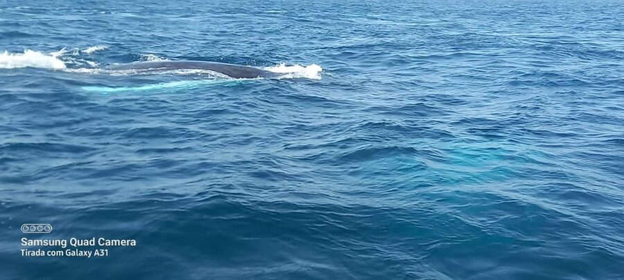 Whale watching tour SEASONAL - How the day is likely to unfold