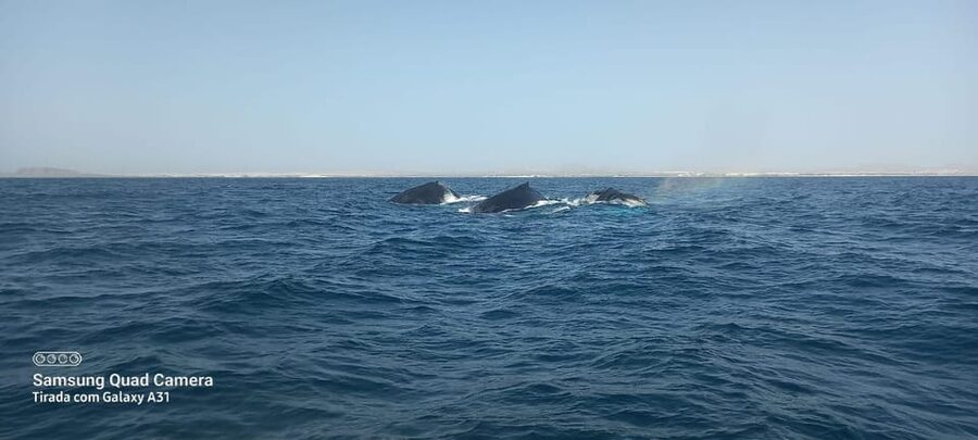 Whale watching tour SEASONAL - Who should choose this tour?