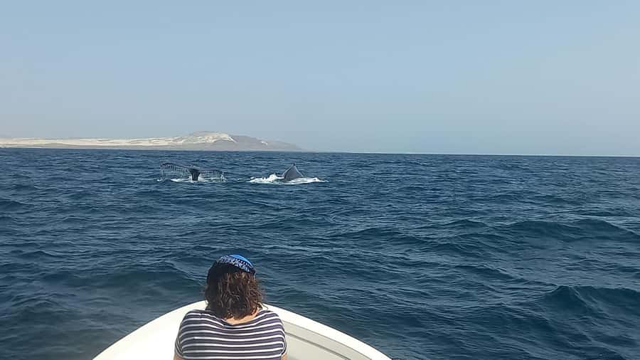 Whale watching tour SEASONAL - What the small boat changes